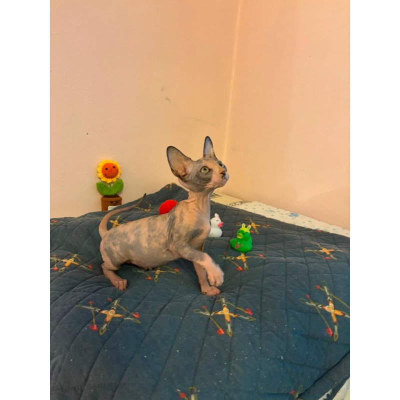 Sphynx PS kitten is in USA Sanna