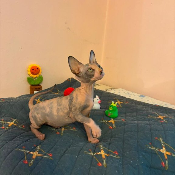 Sphynx PS kitten is in USA Sanna