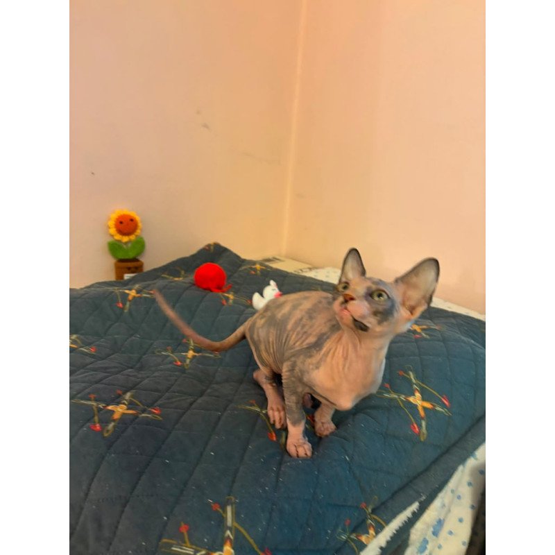 Sphynx PS kitten is in USA Sanna