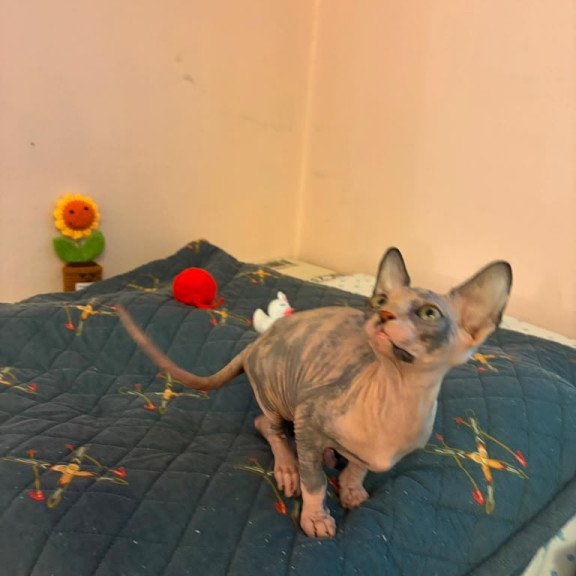 Sphynx PS kitten is in USA Sanna