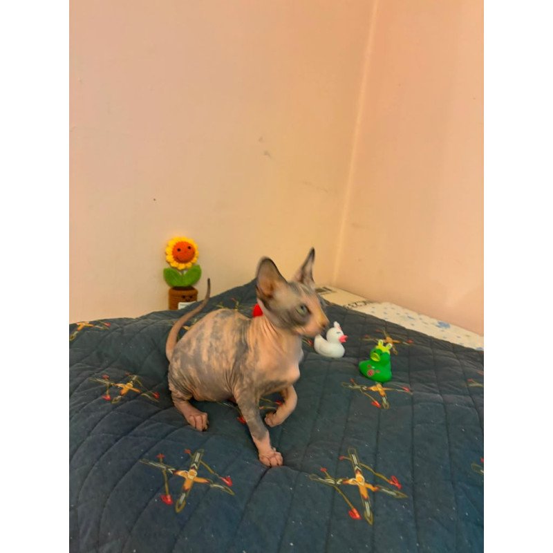 Sphynx PS kitten is in USA Sanna