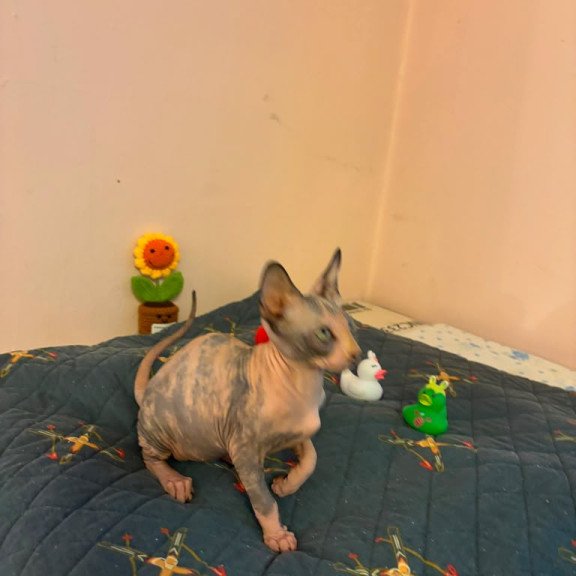 Sphynx PS kitten is in USA Sanna