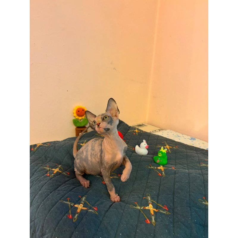 Sphynx PS kitten is in USA Sanna