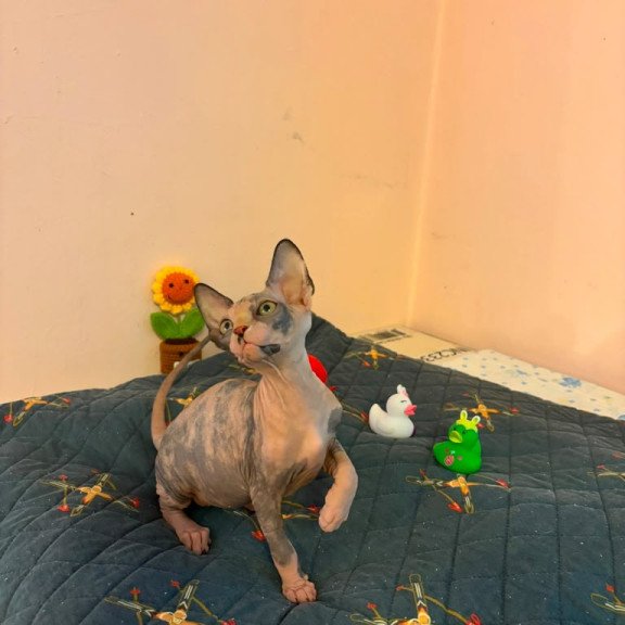 Sphynx PS kitten is in USA Sanna