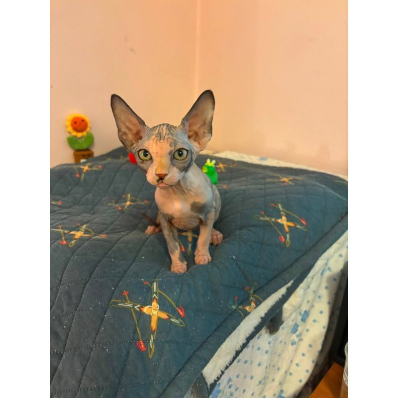 Sphynx PS kitten is in USA Sanna