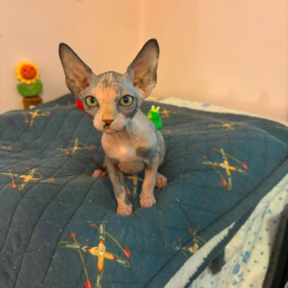 Sphynx PS kitten is in USA Sanna