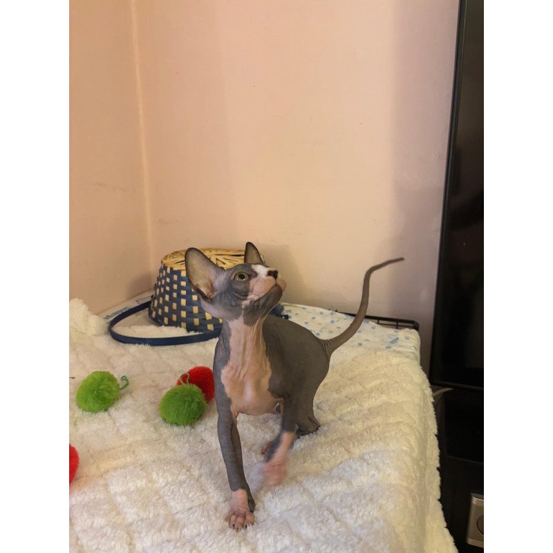 Sphynx PS kitten is in USA Sunshine