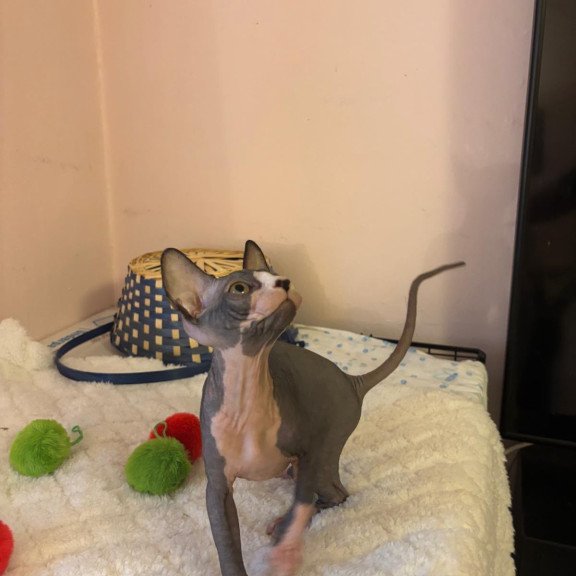 Sphynx PS kitten is in USA Sunshine