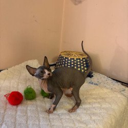 Sphynx PS kitten is in USA...