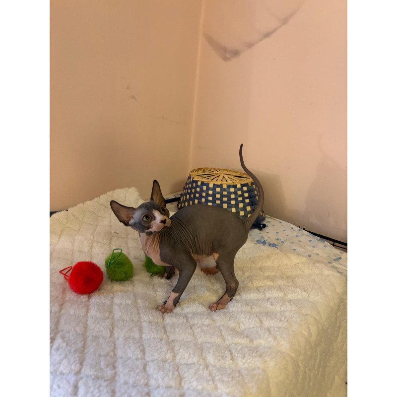 Sphynx PS kitten is in USA Sunshine
