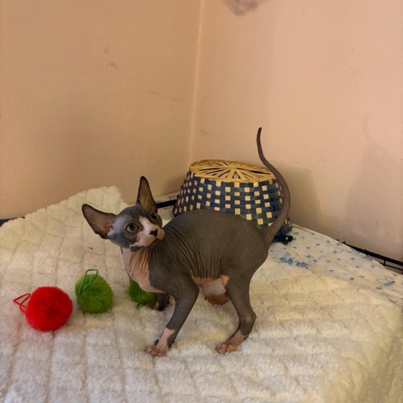 Sphynx PS kitten is in USA Sunshine