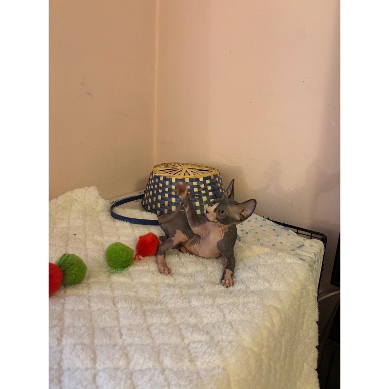 Sphynx PS kitten is in USA Sunshine