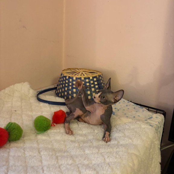 Sphynx PS kitten is in USA Sunshine