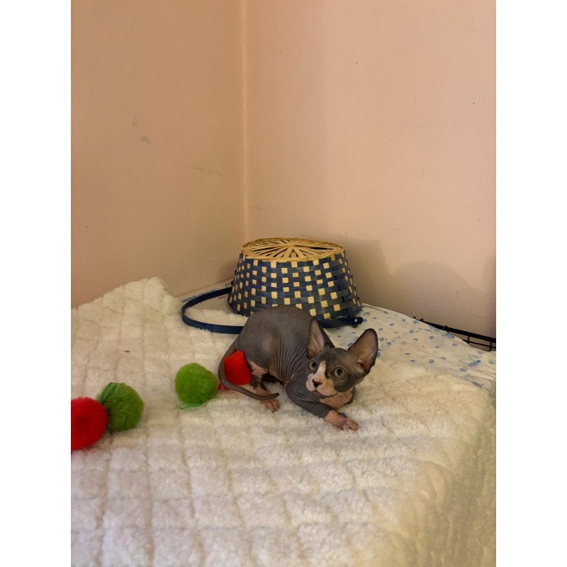 Sphynx PS kitten is in USA Sunshine