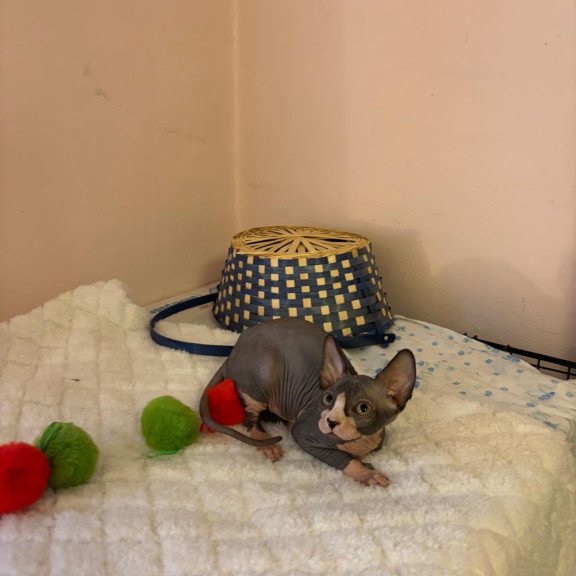 Sphynx PS kitten is in USA Sunshine