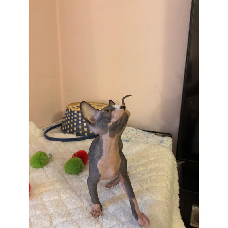 Sphynx PS kitten is in USA Sunshine