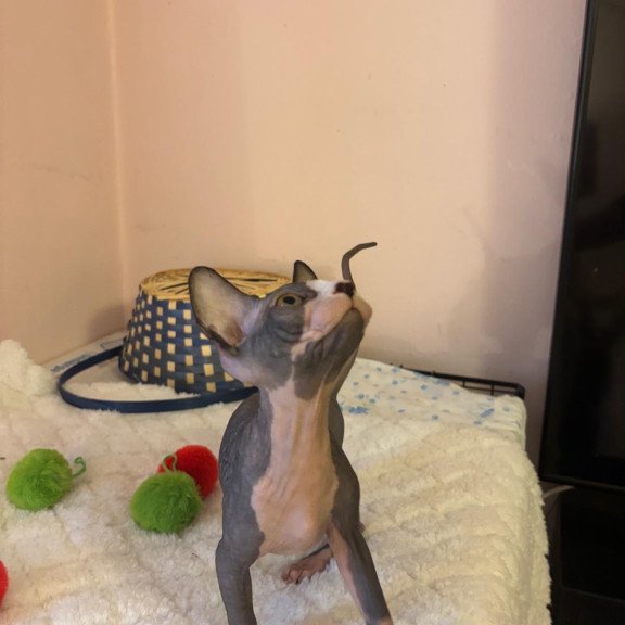 Sphynx PS kitten is in USA Sunshine