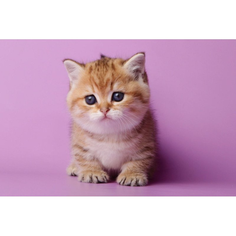 Munchkin Tiger