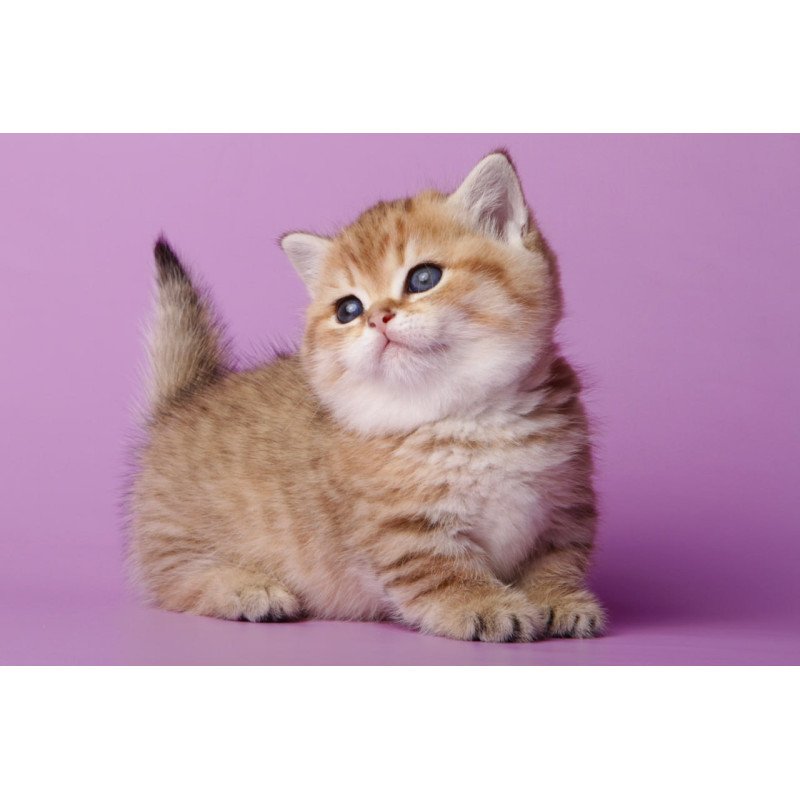 Munchkin Tiger