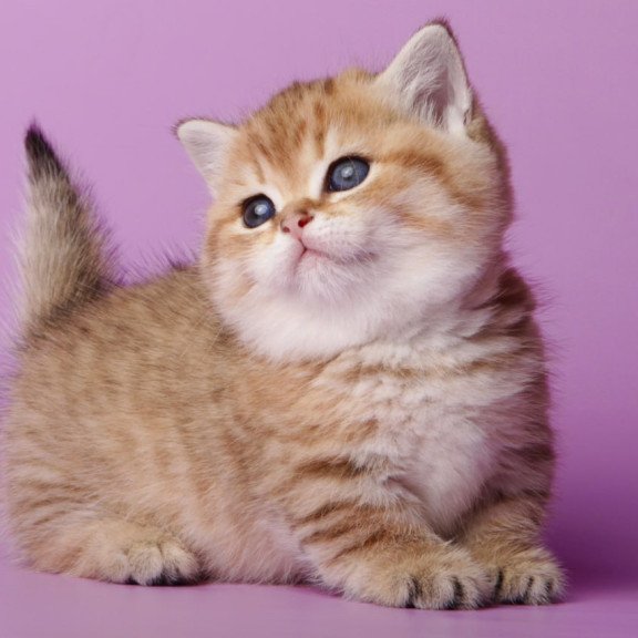 Munchkin Tiger