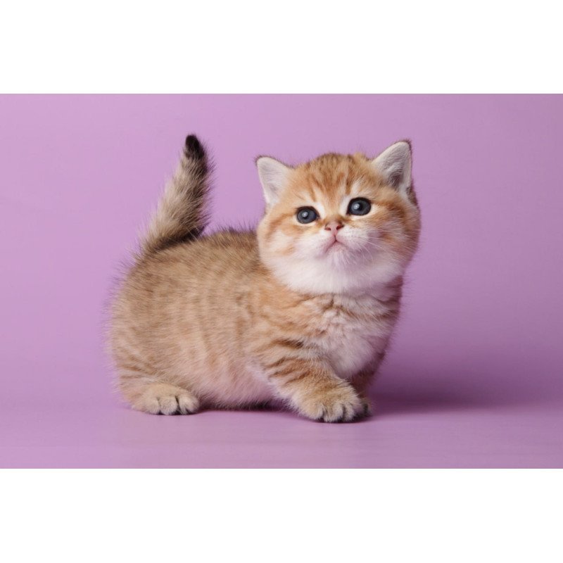 Munchkin Tiger