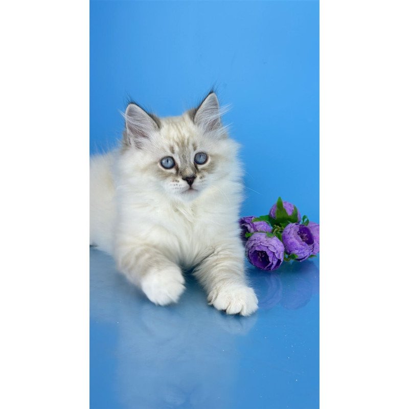 Siberian Aramis