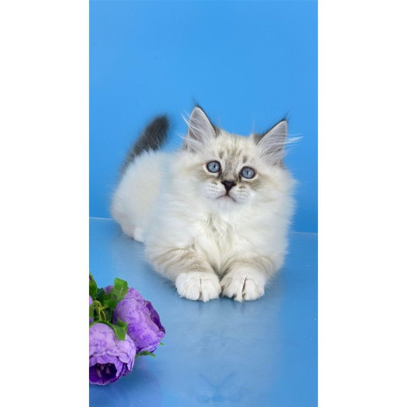 Siberian Aramis