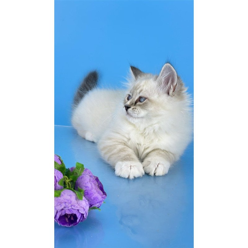 Siberian Aramis