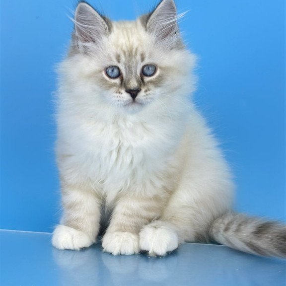 Siberian Aramis