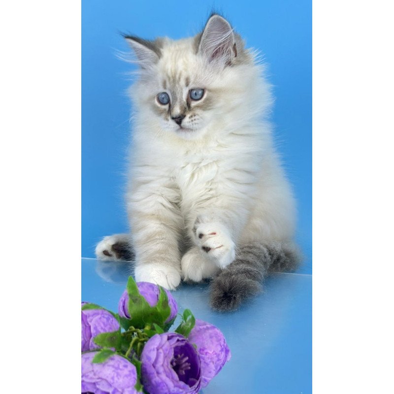 Siberian Aramis