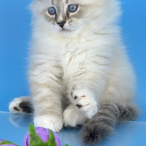 Siberian Aramis