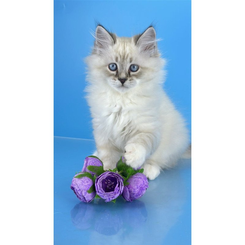 Siberian Aramis