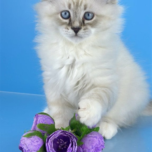 Siberian Aramis