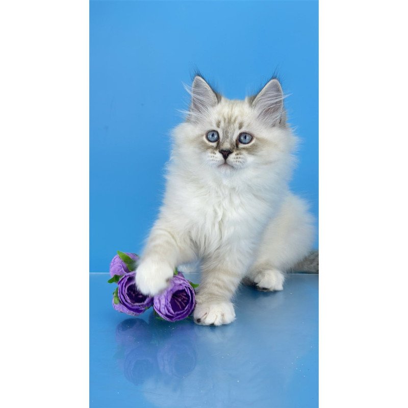 Siberian Aramis