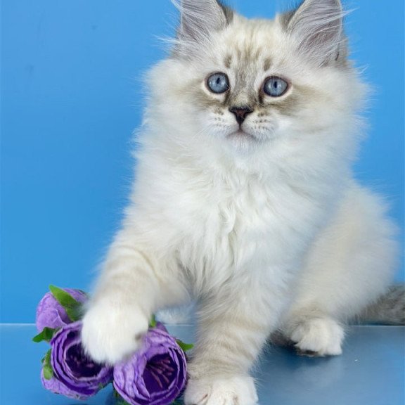 Siberian Aramis