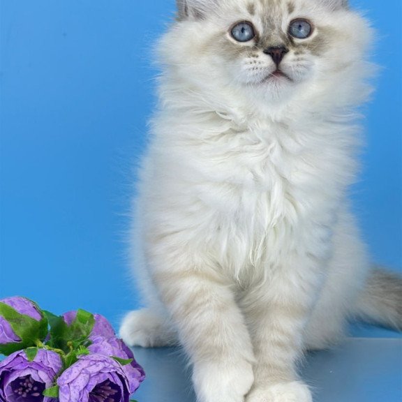 Siberian Aramis