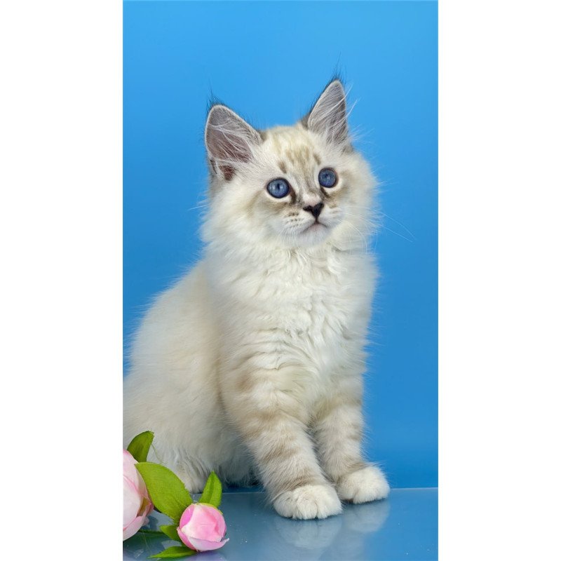 Siberian Asterix