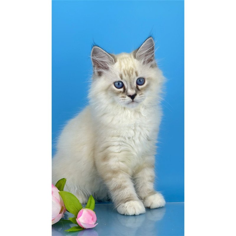 Siberian Asterix