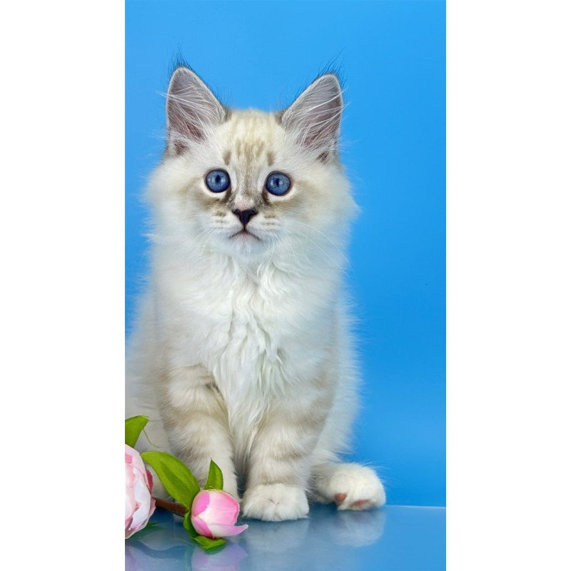 Siberian Asterix