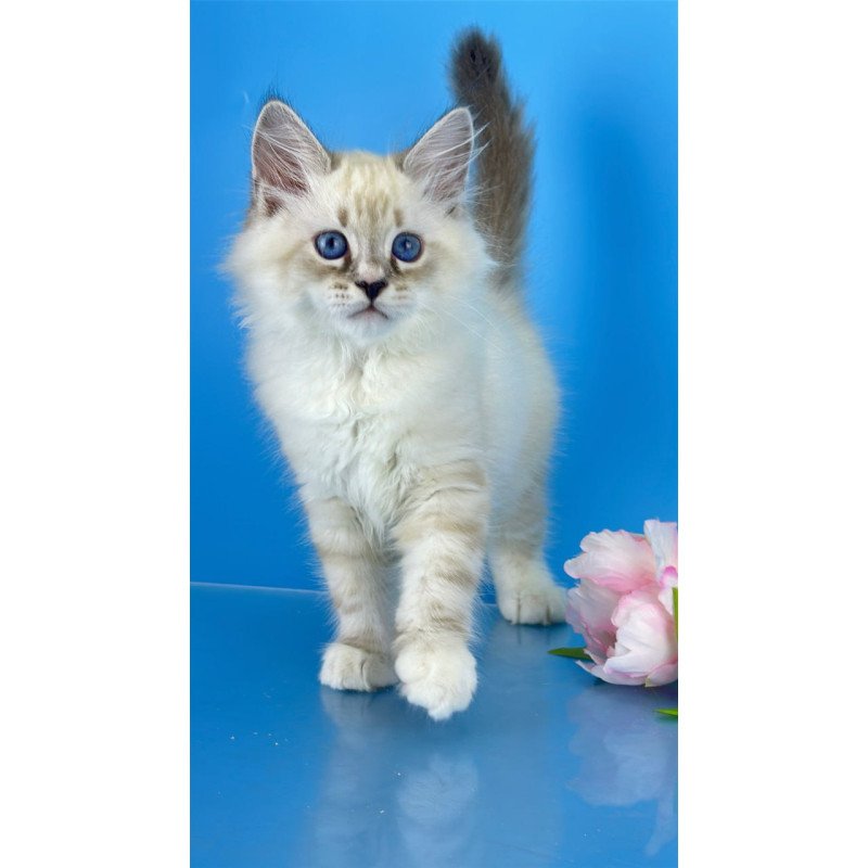 Siberian Asterix