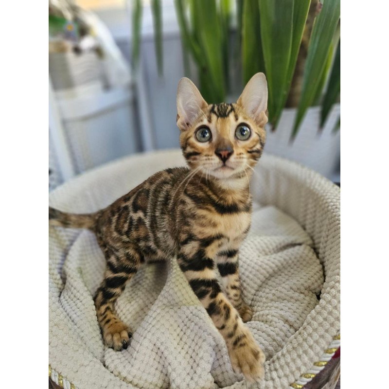Bengal Usher