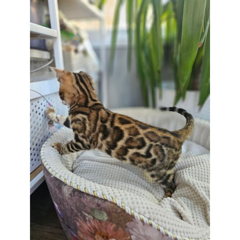 Bengal Usher