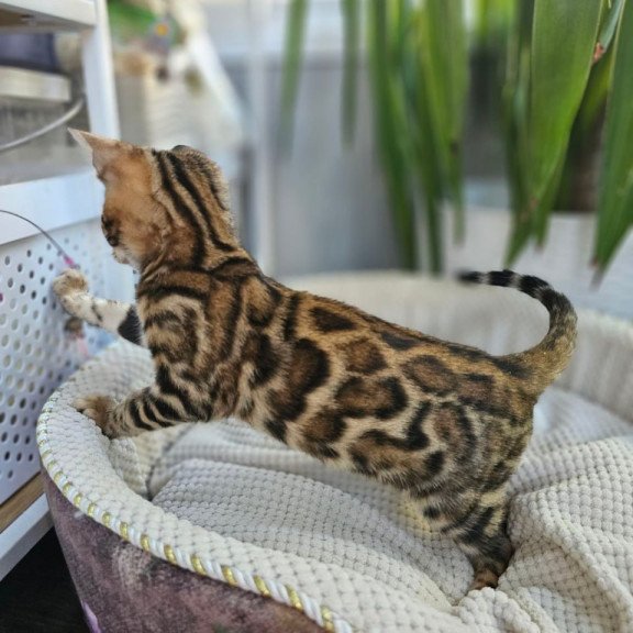 Bengal Usher
