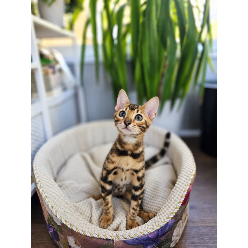Bengal Usher