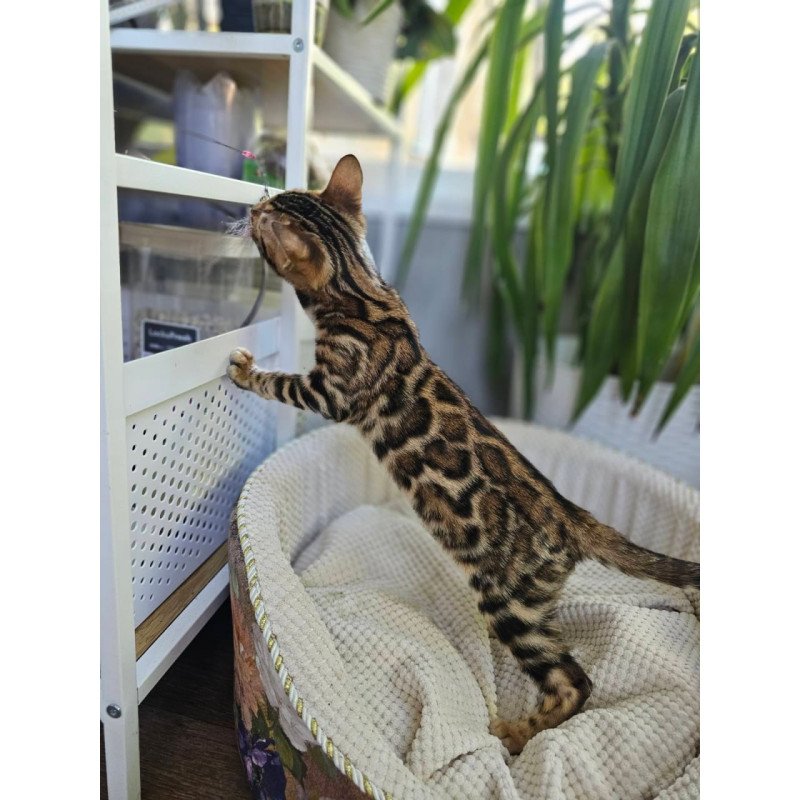 Bengal Usher