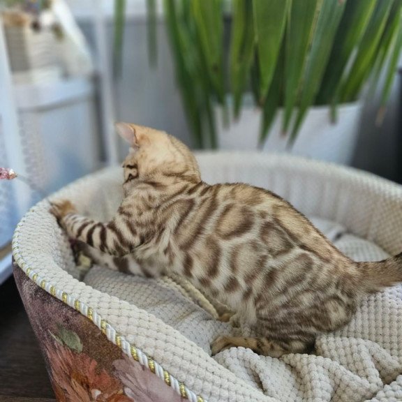 Bengal Uranus