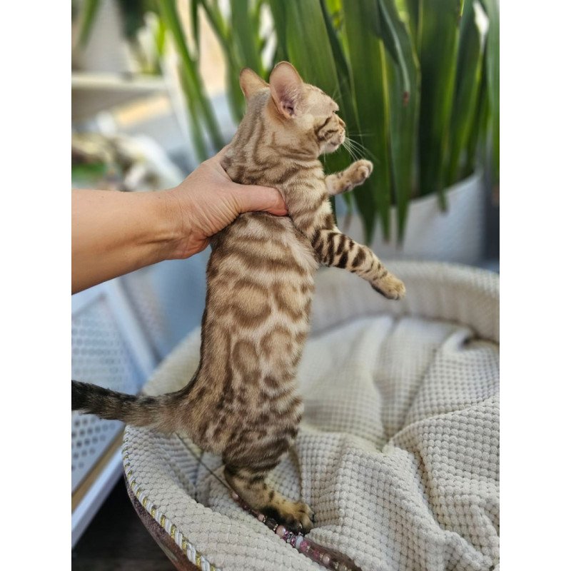 Bengal Uranus