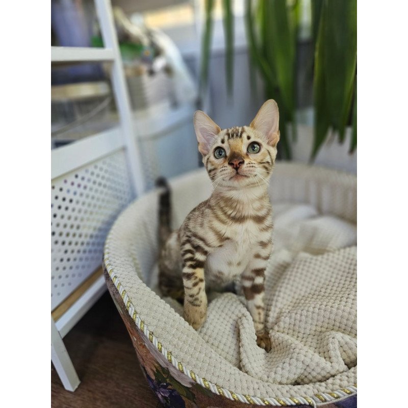 Bengal Uranus