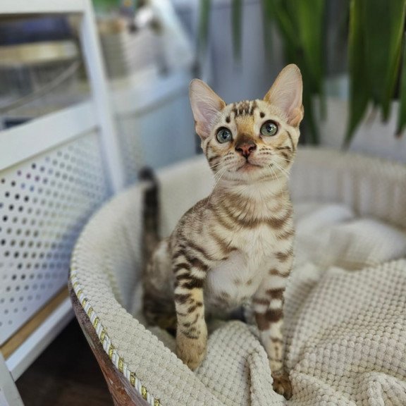 Bengal Uranus