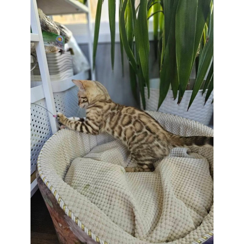 Bengal Uranus